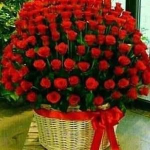 Meet your Posher, Patricia